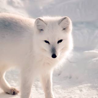 Winter 4k animal wallpaper