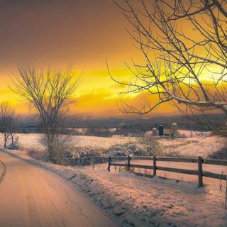 Winter road trees wallpaper