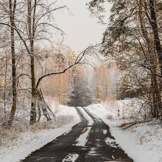 Winter road trees wallpaper