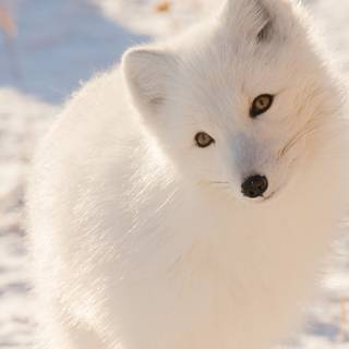 Winter 4k animal wallpaper