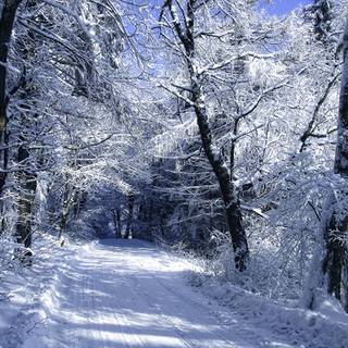 Winter road trees wallpaper