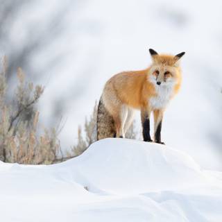 Winter 4k animal wallpaper