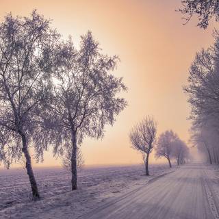 Winter road trees wallpaper