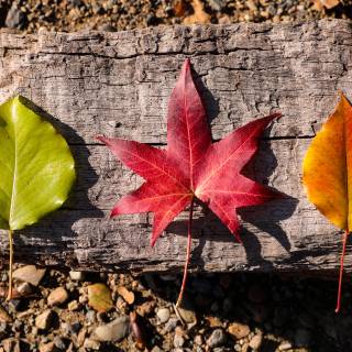 Rustic fall wallpaper