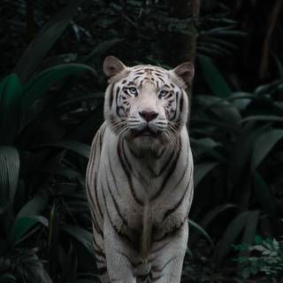 Cute zoo animals wallpaper