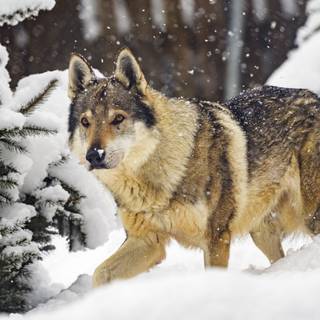 Winter 4k animal wallpaper