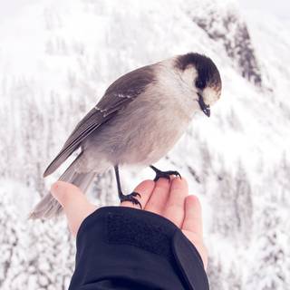 Winter 4k animal wallpaper