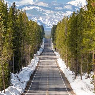 Winter road trees wallpaper