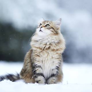 Winter 4k animal wallpaper