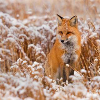 Winter 4k animal wallpaper