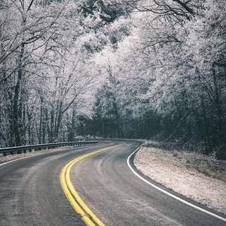 Winter road trees wallpaper