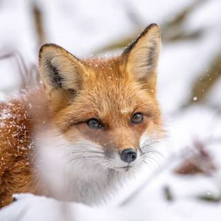 Winter 4k animal wallpaper