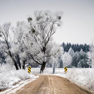 Winter road trees wallpaper