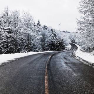 Winter road trees wallpaper