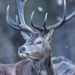 4k winter mobile wallpaper