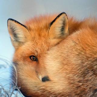 Winter 4k animal wallpaper