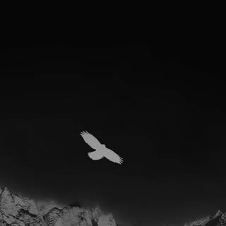 Winter 4k animal wallpaper