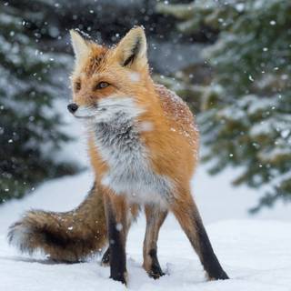 Winter 4k animal wallpaper