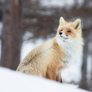 Winter 4k animal wallpaper