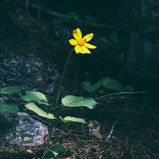 Dark nature iPhone wallpaper