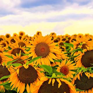 Bright iPhone wallpaper