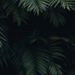 Dark nature iPhone wallpaper