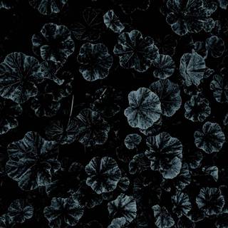 Dark nature iPhone wallpaper