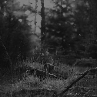 Dark nature iPhone wallpaper