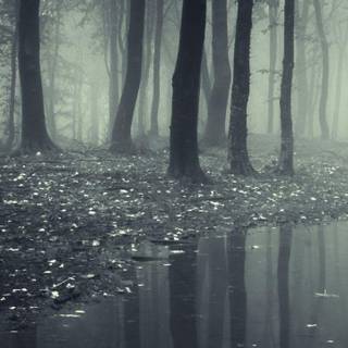 Dark forest phone wallpaper