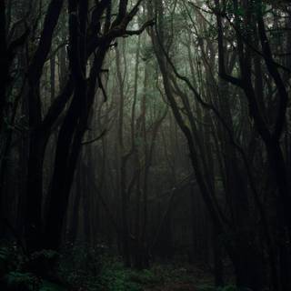 Dark forest phone wallpaper