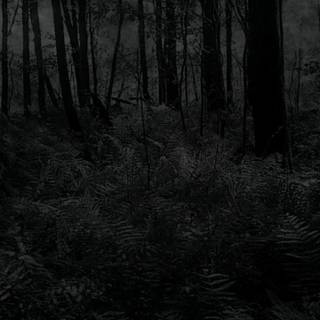 Dark forest phone wallpaper