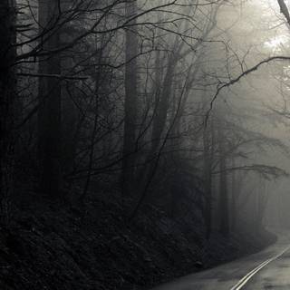 Dark forest phone wallpaper