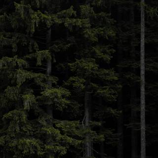 Dark forest phone wallpaper