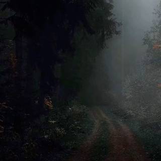 Dark forest phone wallpaper