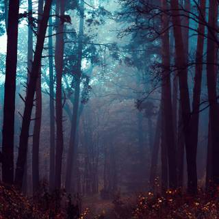 Dark forest phone wallpaper