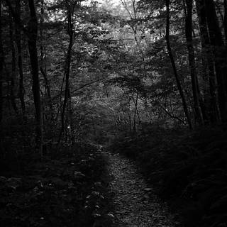 Dark forest phone wallpaper