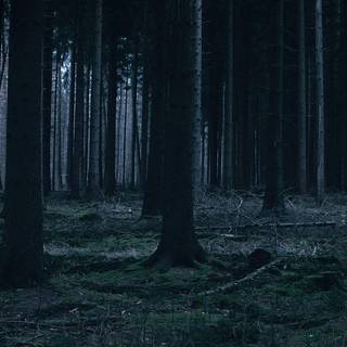 Dark forest phone wallpaper