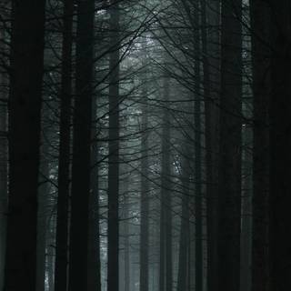 Dark forest phone wallpaper