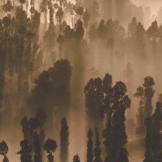 Dark forest phone wallpaper