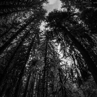 Dark forest phone wallpaper