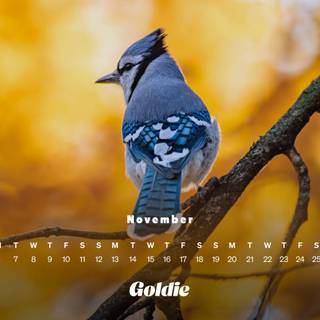 November 2023 calendar wallpaper