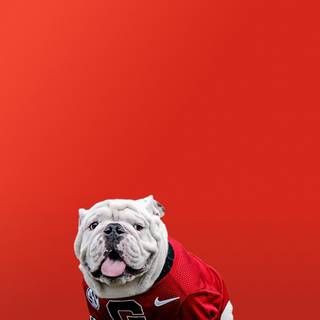 Georgia Bulldogs iPhone wallpaper