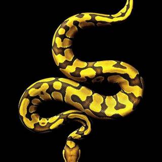 Snake black and gold wallpaper