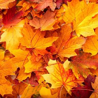 Vibrant autumn colors wallpaper
