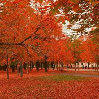Vibrant autumn colors wallpaper