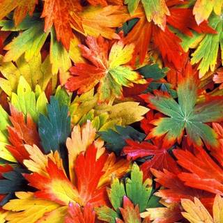 Vibrant autumn colors wallpaper