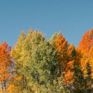 Vibrant autumn colors wallpaper