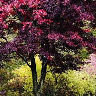 Vibrant autumn colors wallpaper