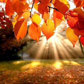 Vibrant autumn colors wallpaper