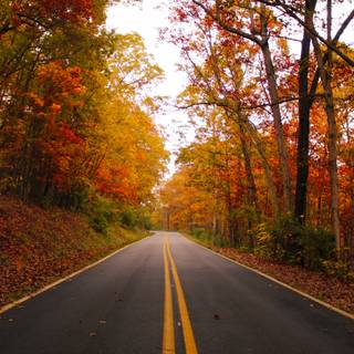 Vibrant autumn colors wallpaper